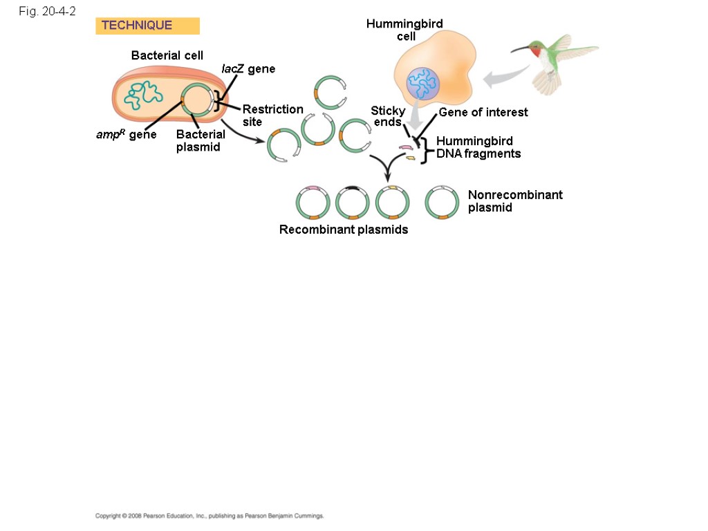 Fig. 20-4-2 Bacterial cell Bacterial plasmid lacZ gene Hummingbird cell Gene of interest Hummingbird